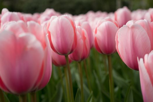 Beautiful colourful tulip flowers with beautiful background on a spring day