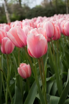 Beautiful colourful tulip flowers with beautiful background on a spring day