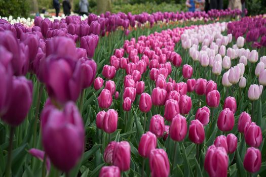 Beautiful colourful tulip flowers with beautiful background on a spring day