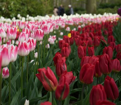 Beautiful colourful tulip flowers with beautiful background on a spring day