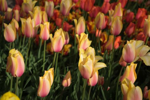 Beautiful colourful tulip flowers with beautiful background on a spring day