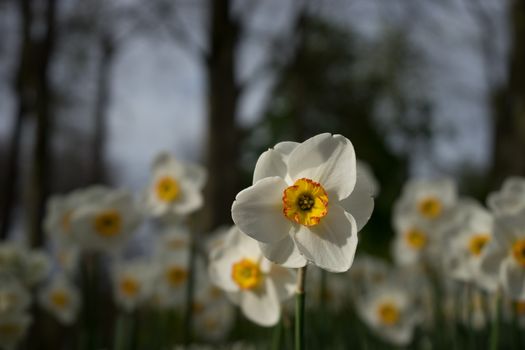 Beautiful colourful tulip flowers with beautiful background on a spring day