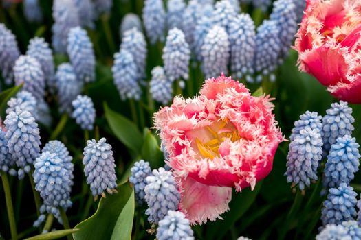 Beautiful colourful tulip flowers with beautiful background on a spring day