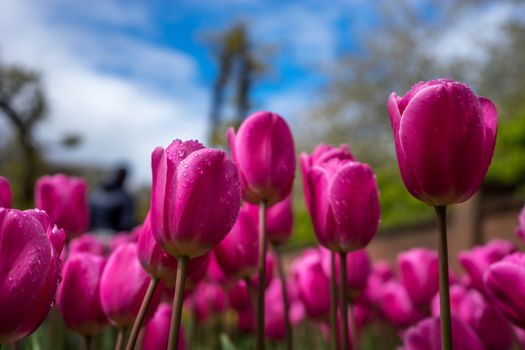 Beautiful colourful tulip flowers with beautiful background on a spring day