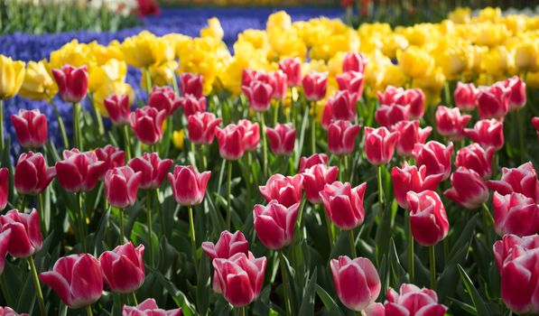 Beautiful colourful tulip flowers with beautiful background on a spring day