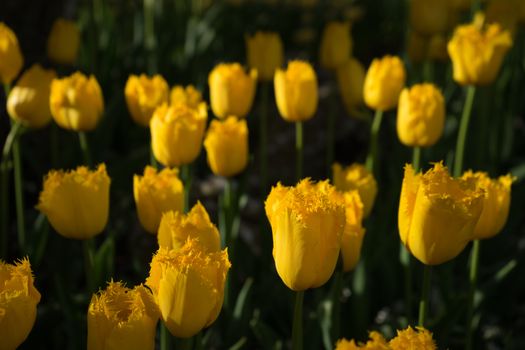 Beautiful colourful tulip flowers with beautiful background on a spring day