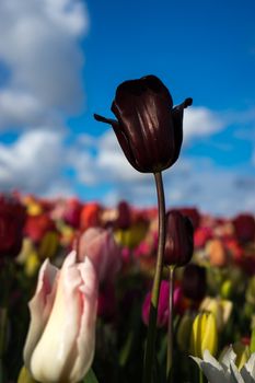 Beautiful colourful tulip flowers with beautiful background on a spring day