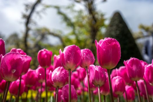 Beautiful colourful tulip flowers with beautiful background on a spring day