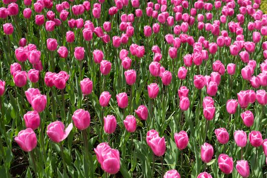 Beautiful colourful tulip flowers with beautiful background on a spring day