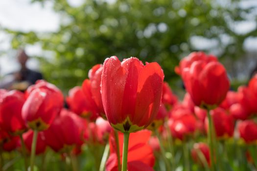 Beautiful colourful tulip flowers with beautiful background on a spring day