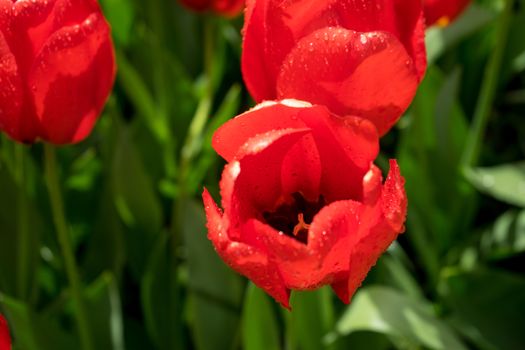 Beautiful colourful tulip flowers with beautiful background on a spring day