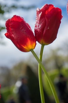 Beautiful colourful tulip flowers with beautiful background on a spring day