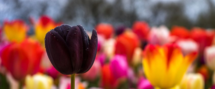 Beautiful colourful tulip flowers with beautiful background on a spring day