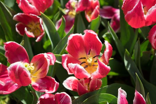 Beautiful colourful tulip flowers with beautiful background on a spring day