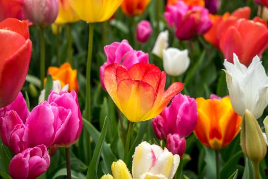 Beautiful colourful tulip flowers with beautiful background on a spring day