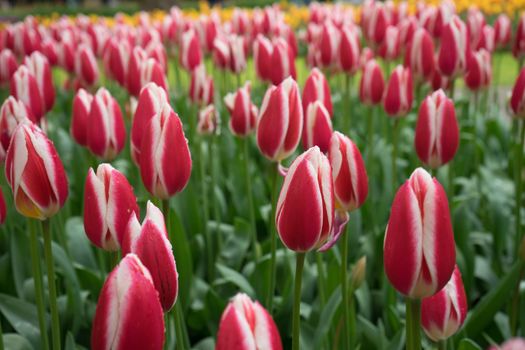 Beautiful colourful tulip flowers with beautiful background on a spring day