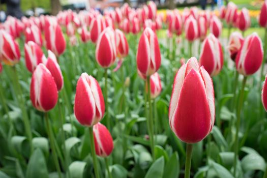 Beautiful colourful tulip flowers with beautiful background on a spring day