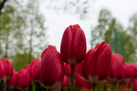 Beautiful colourful tulip flowers with beautiful background on a spring day