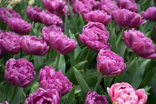 Beautiful colourful tulip flowers with beautiful background on a spring day