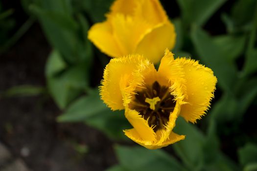 Beautiful colourful tulip flowers with beautiful background on a spring day