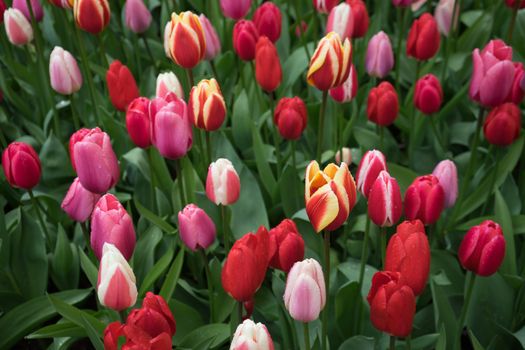 Beautiful colourful tulip flowers with beautiful background on a spring day