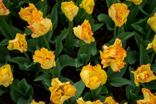 Beautiful colourful tulip flowers with beautiful background on a spring day