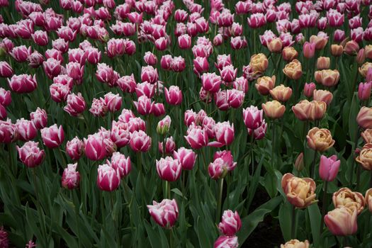 Beautiful colourful tulip flowers with beautiful background on a spring day