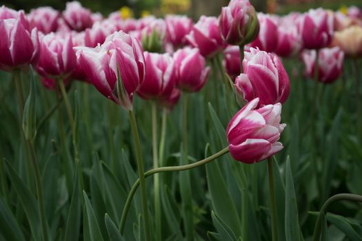 Beautiful colourful tulip flowers with beautiful background on a spring day