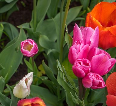 Beautiful colourful tulip flowers with beautiful background on a spring day