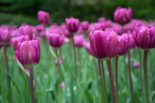 Beautiful colourful tulip flowers with beautiful background on a spring day