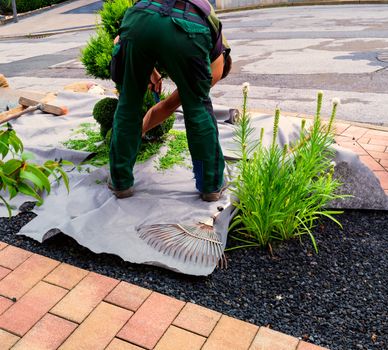 Gardener with a hedge trimmer cutting Thuja or boxwood in shape.