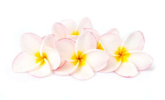 Sweet pink plumeria on white blackground