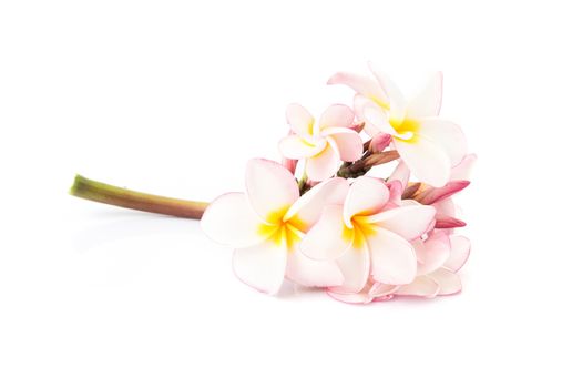 Sweet pink plumeria inflorescence on white background