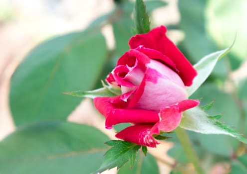Closeup beautiful young red rose in garden, selective focus