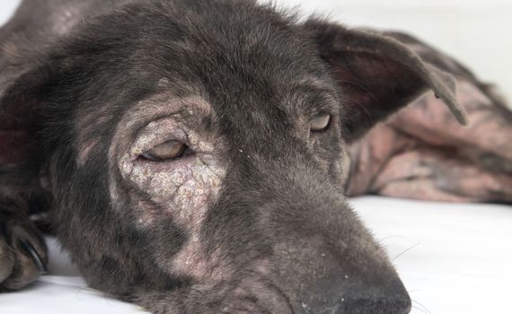 Closeup face of dog sick leprosy skin problem with white background