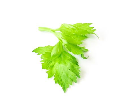 Fresh celery leaf vegetable on white background, healthy food concept