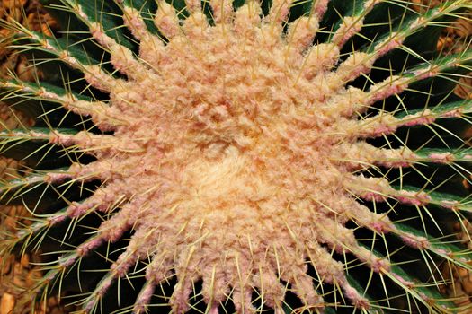 Nature background and texture concept : Close up top view of golden ball cactus