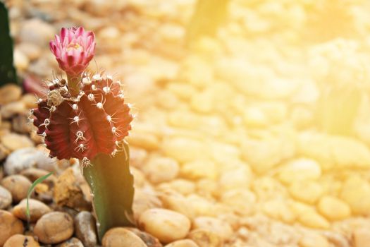 Nature background concept : Small cactus blooming flower in cactus garden