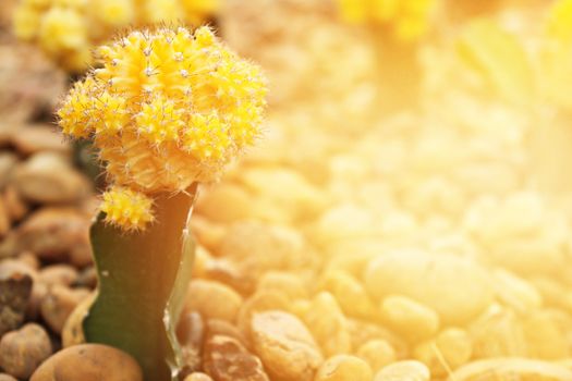 Nature background concept : Small cactus blooming flower in cactus garden