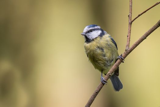 close up portrait of a juvenile blue tit perched on a thin branch and looking to the left complete with copy space for text