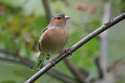 Close up of an alert male chaffinch perched on a small branch and looking right