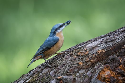 Close up of a nuthatch with a seed in its beak perched on a tree trunk pointing to the right and ready to take off