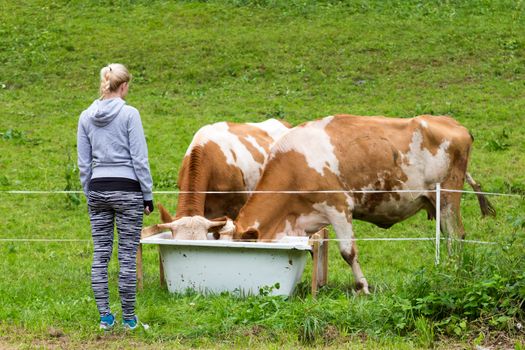 Active female hiker wearing sporty clothes observing and caressing pasturing cows on mountain meadow, Gorenjska region, Alps, Slovenia.