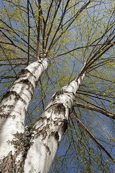 Crohn's birch with branches and leaves in the spring.