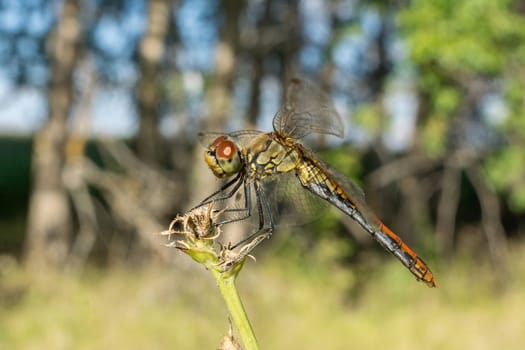 red dragonfly on green grass, village, summer, macro photography