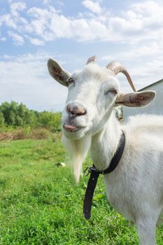 Goat shows tongue on grass, village, summer