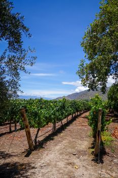 vine field landscape in cafayate, Salta, Argentina