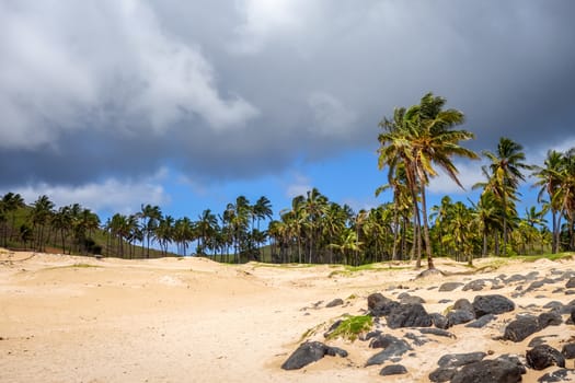 Palm trees on Anakena beach, easter island, Chile