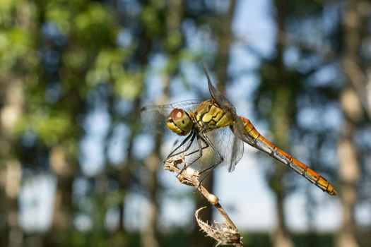 red dragonfly on green grass, village, summer, macro photography