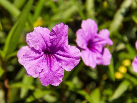 Purple flower